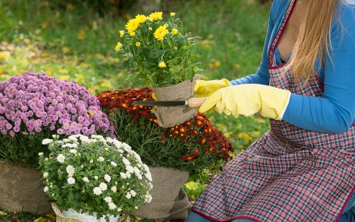 Professional garden clearance removing green waste and debris in Deptford