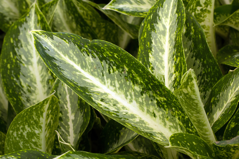 Garden grass